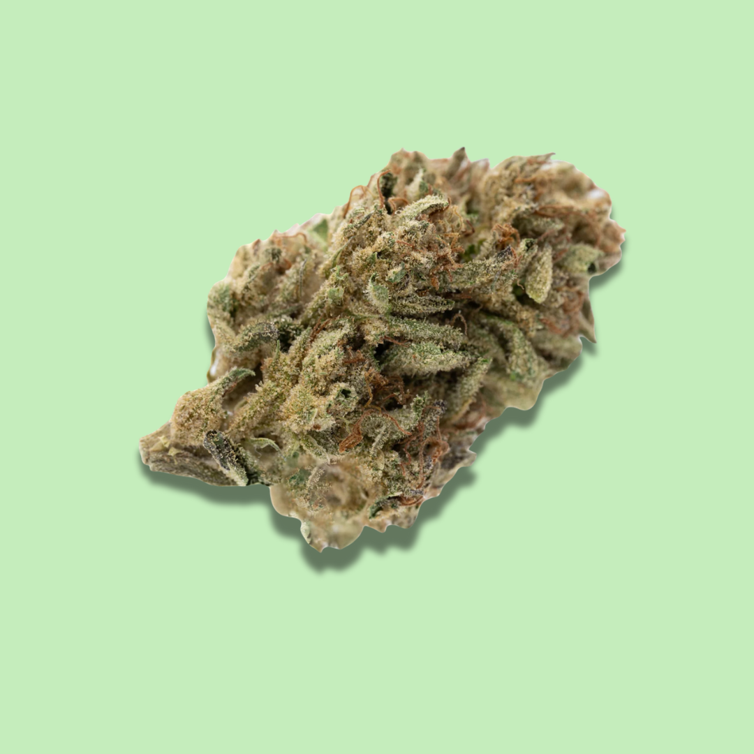 Guava Tartz (Hybrid) - Premium Green House Fresh Flower