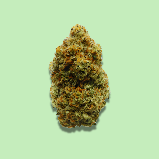 Hawaiian Snowcone (Hybrid) - Exotic Fresh Flower