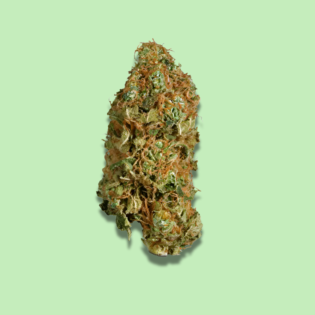 Super Jack - Exotic Fresh Flower